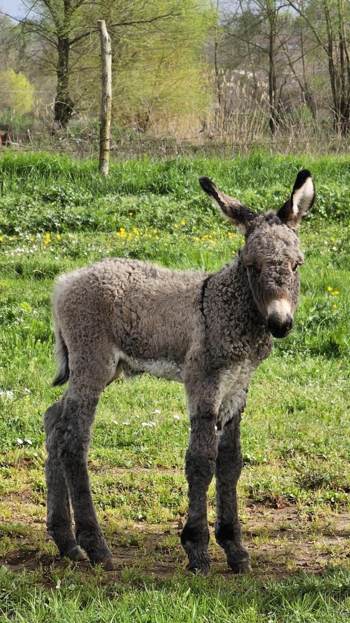 Agriturismo Il Castagneto Supino Екстер'єр фото